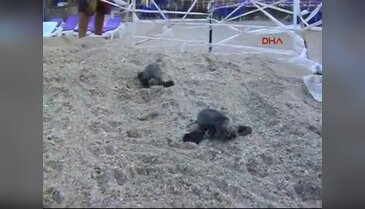 Caretta Caretta yavruları su ile buluştu