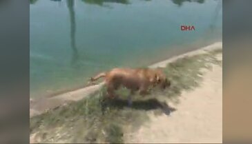 Sokak köpeğine işkence