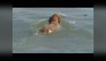 Çevre dostu köpek