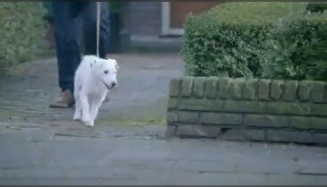 Kendini Araba Sanan Köpek