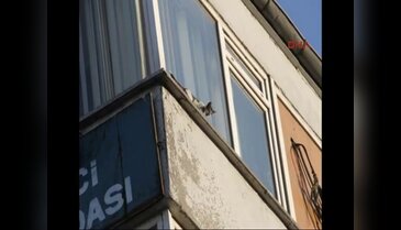 Balıkesir'de kedi kurtarma operasyonu