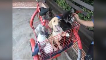 Köpeklerini denizde serinletiyor