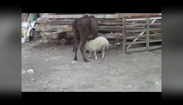 Yetim kalan kuzuyu inek sahiplendi