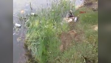 Bursa'da balık ölümleri tepkiye neden oldu