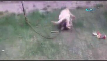 Maymun ile köpeğin kavgası