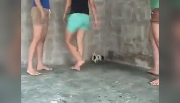 Yavru köpeği işkence yaparak öldürdüler!