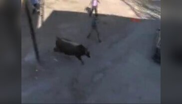 Kaçan boğa Başkent'i böyle karıştırdı!