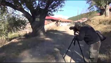 Bu ağacın benzeri yok