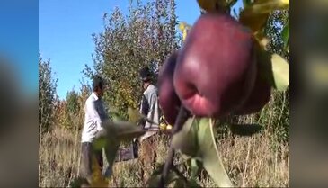 Güneş ile gelen bereket