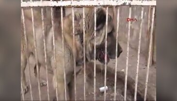 Kangal köpeği 72 bin liraya satıldı