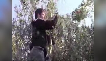 Suriyeli sığınmacılar İznik'te zeytin topluyor
