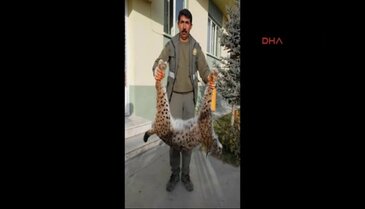 Koruma altındaki vaşağı vurdular
