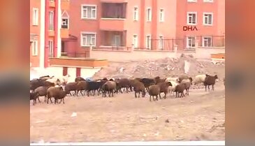 Karayolu çevresinde koyun sürüleri tehlike yaratıyor