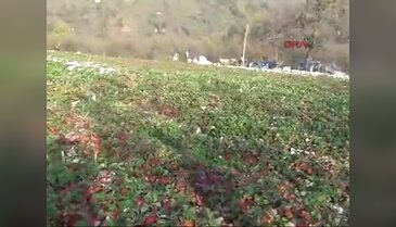 Fındıktan verim alamadı çilek üretimine başladı