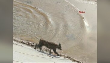 Anadolu Vaşağı düştüğü havuzdan kurtarıldı