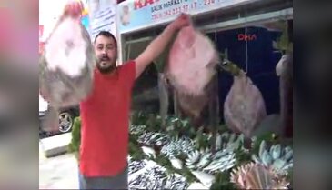 Hamsinin bolluğu kalkana yaradı
