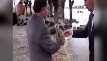 Yolunu şaşıran balıkçıl yeniden doğaya salındı