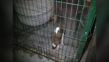 Yavru köpek cami avlusuna kapatıldı