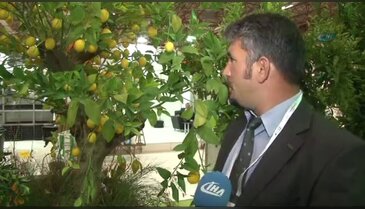 Dev limon ağacı saksıda yetişiyor