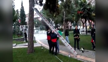 6 gündür ağaçtan inmeyen kediyi itfaiye kurtardı