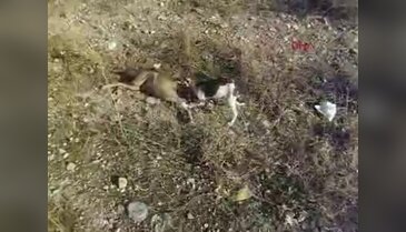 Isparta'da vahşet görüntüler