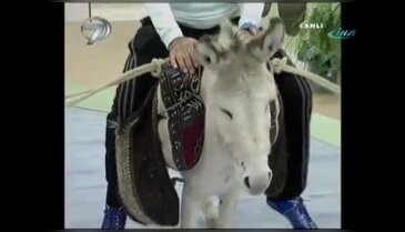 Programına eşekle çıktı