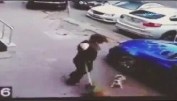 "Kareteci kedi" köpeğe saldırdı