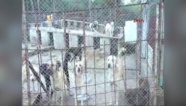 Sokak köpeklerine deniz manzaralı 5 yıldızlı bakım