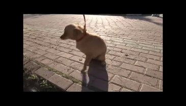 Üç bacağıyla hayata tutundu