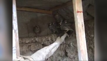 Duyarlı avcı