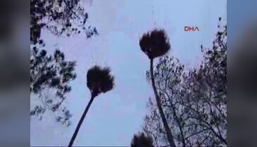 Rüzgar ağaçları devirdi