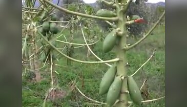 Bu şehir papaya bitkisinin cenneti olacak