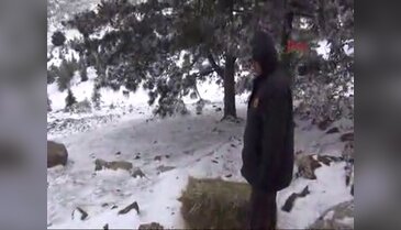 Yılkı atları için doğaya yem bırakıldı