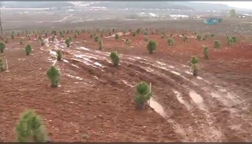 Fidan dikti, Gezi'cilere çattı