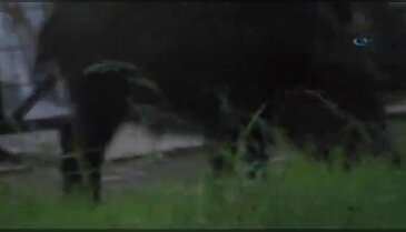 Yaban domuzu yanlış mekan seçti...