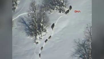 Domuzlar köylere indi