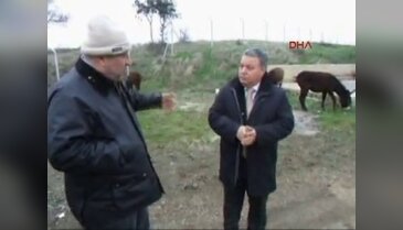 Buz tutan eşekler Şarköy'e getirildi