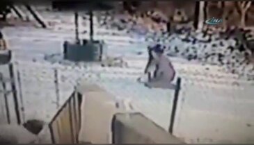 Kedinin korkunç intikamı