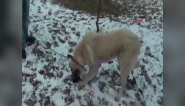 Şehit sayısı 4'e çıktı