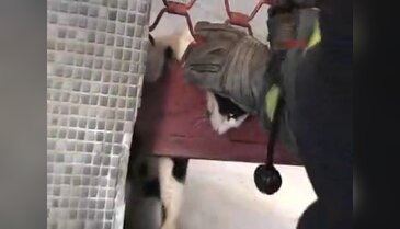 İtfaiyeden kedi kurtarma operasyonu