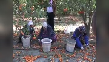 80 ton mandalinayı yere döktü