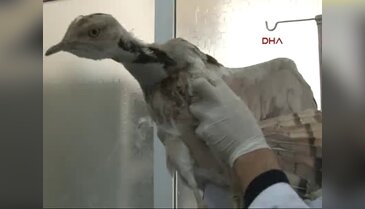 Nesli tükenen 'yakalı toy' Konya'da bulundu