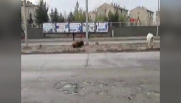 İnek elektrik akımına kapılırsa...