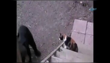 Kedi ayıyı böyle korkuttu