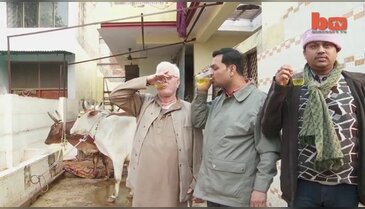 Kutsal diye inek idrarı içiyorlar!