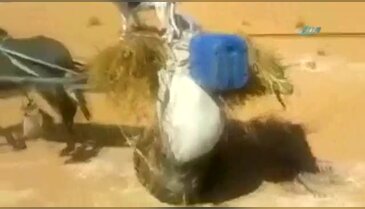 Akıllı köpeğin bir tek ehliyeti eksik