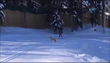 Olimpiyat sporcularına köpek tacizi