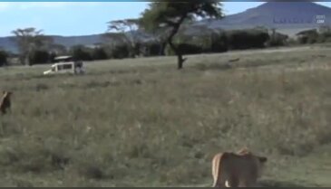 Aslanı bu ağaca korku çıkardı