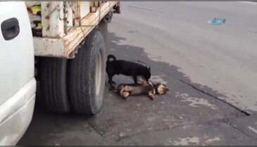 Köpekten "acı" vefa