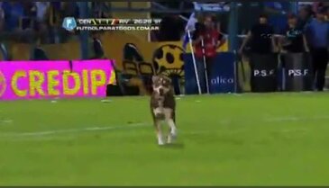 Sahaya giren köpek bakın ne yaptı ?